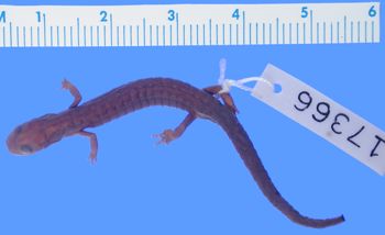 Media type: image; Herpetology A-17366